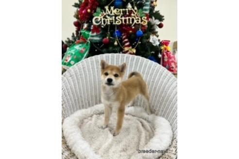 成約済の北海道の柴犬-204545